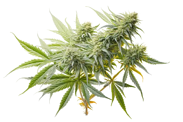 Eine bunte Cannabispflanze mit Blüten ist zu sehen.